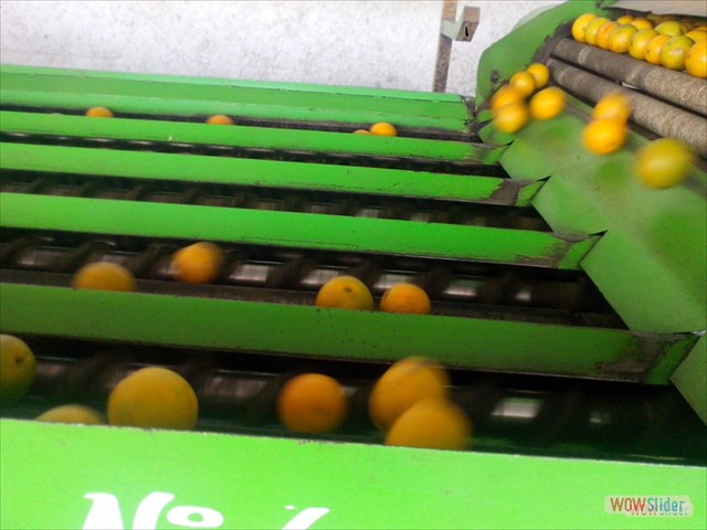 Descanicador de Medidas